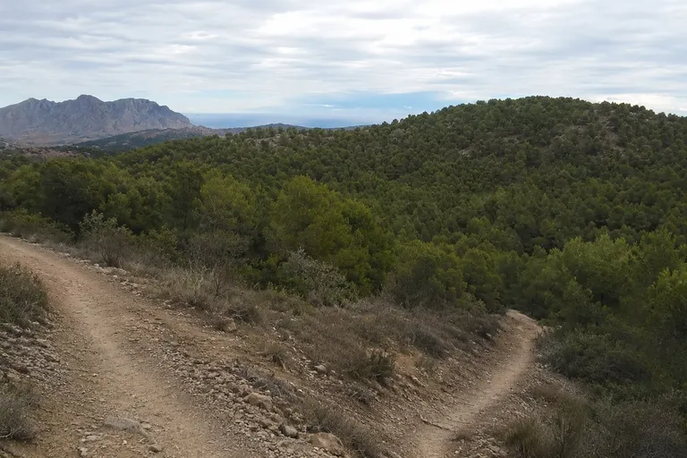 Pine forest and reservoir landscape near Coto Cuadros and Embalse de Santomera