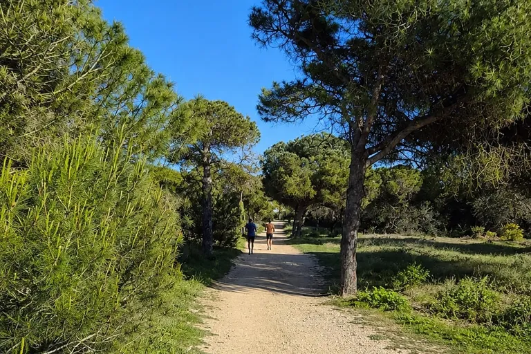 Sandy path through coastal pine forest near Guardamar Sur and La Mata